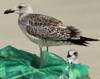 Larus armenicus